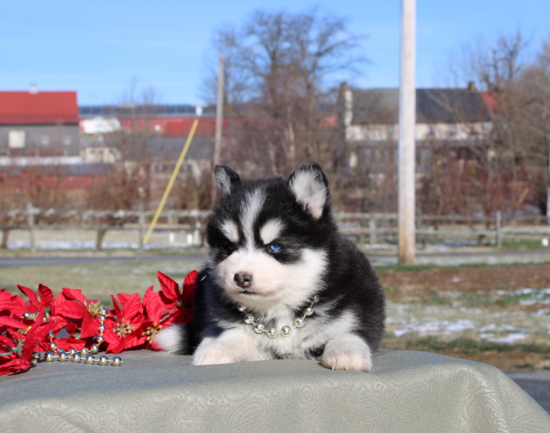 puppy, for, sale, Pomsky, Matthew B. Stoltzfus, dog, breeder, Gap, PA, dog-breeder, puppy-for-sale, forsale, nearby, find, puppyfind, locator, puppylocator, aca